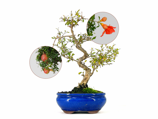 Bonsái Punica Granatum Nana – Granado 9 Años_0