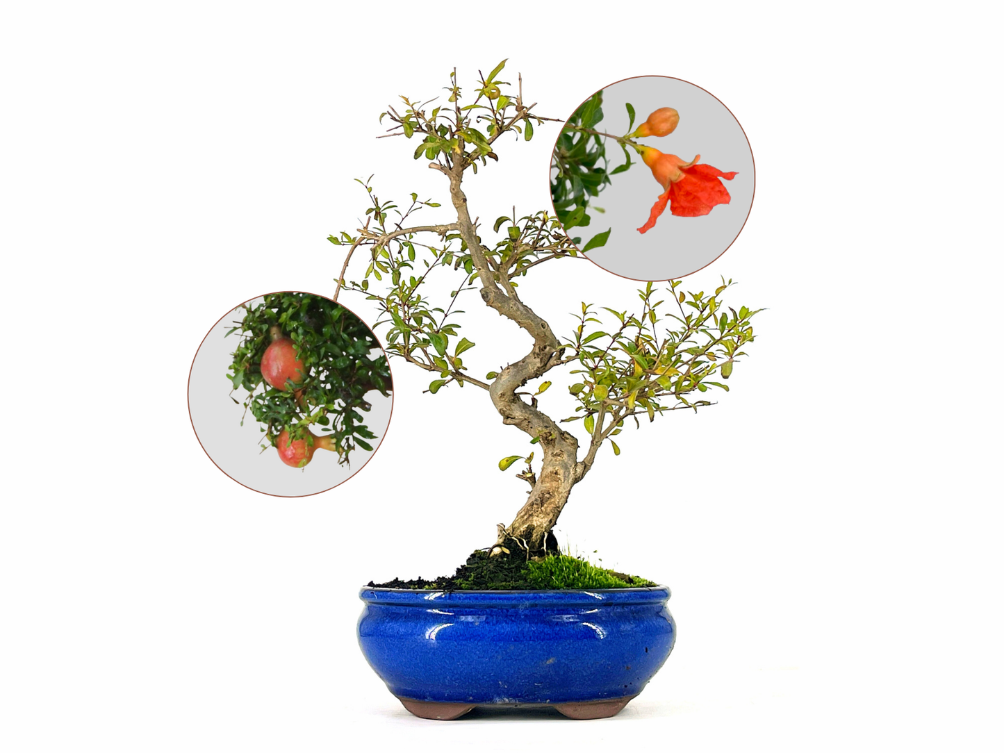 Bonsái Punica Granatum Nana – Granado 9 Años_0