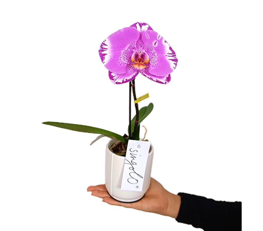 Orquídea Phalaenopsis Singolo Con Macetero De Cerámica M9_0
