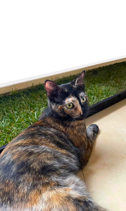 Petground, Arenero Para Gatos, Cama De Césped Natural, Hierba Gatera, Alfombra Olfativa Xxl Xxl: 80 X 80 Cm_5