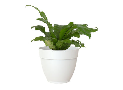 Artevasi Macetero Plástico Capri Campana Blanco 20cm_1