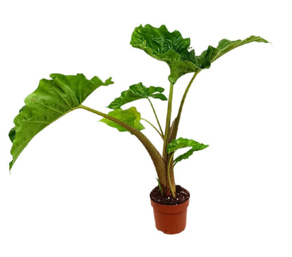 Alocasia Low Rider M12 50cm_0