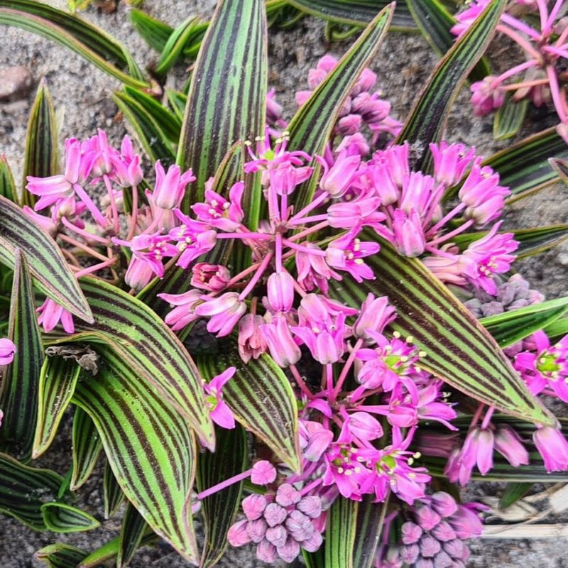 1 Bulbo Ledeobouria Cooperi Planta De Flor