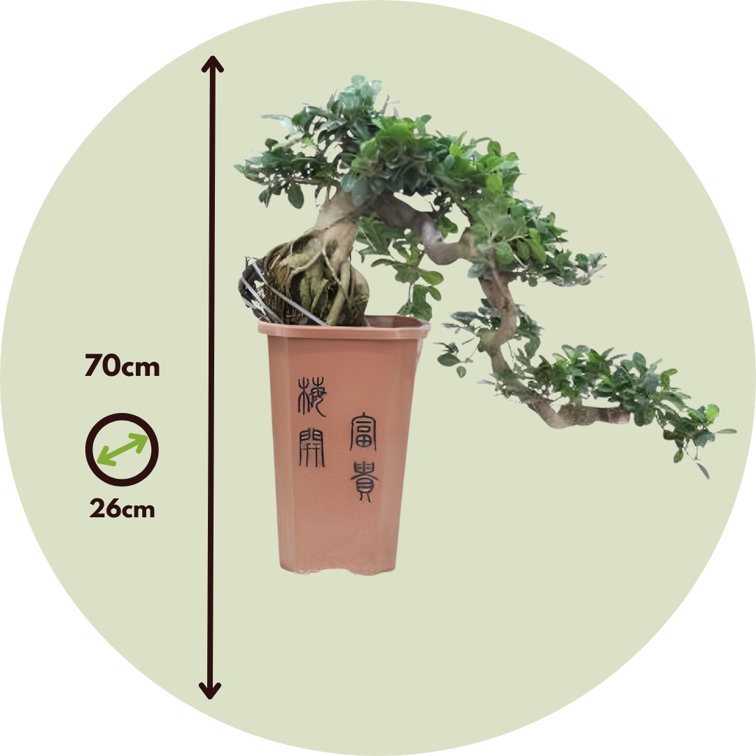 Bonsai Cascade - Ficus Retusa - Altura 70cm - ⌀26cm_2