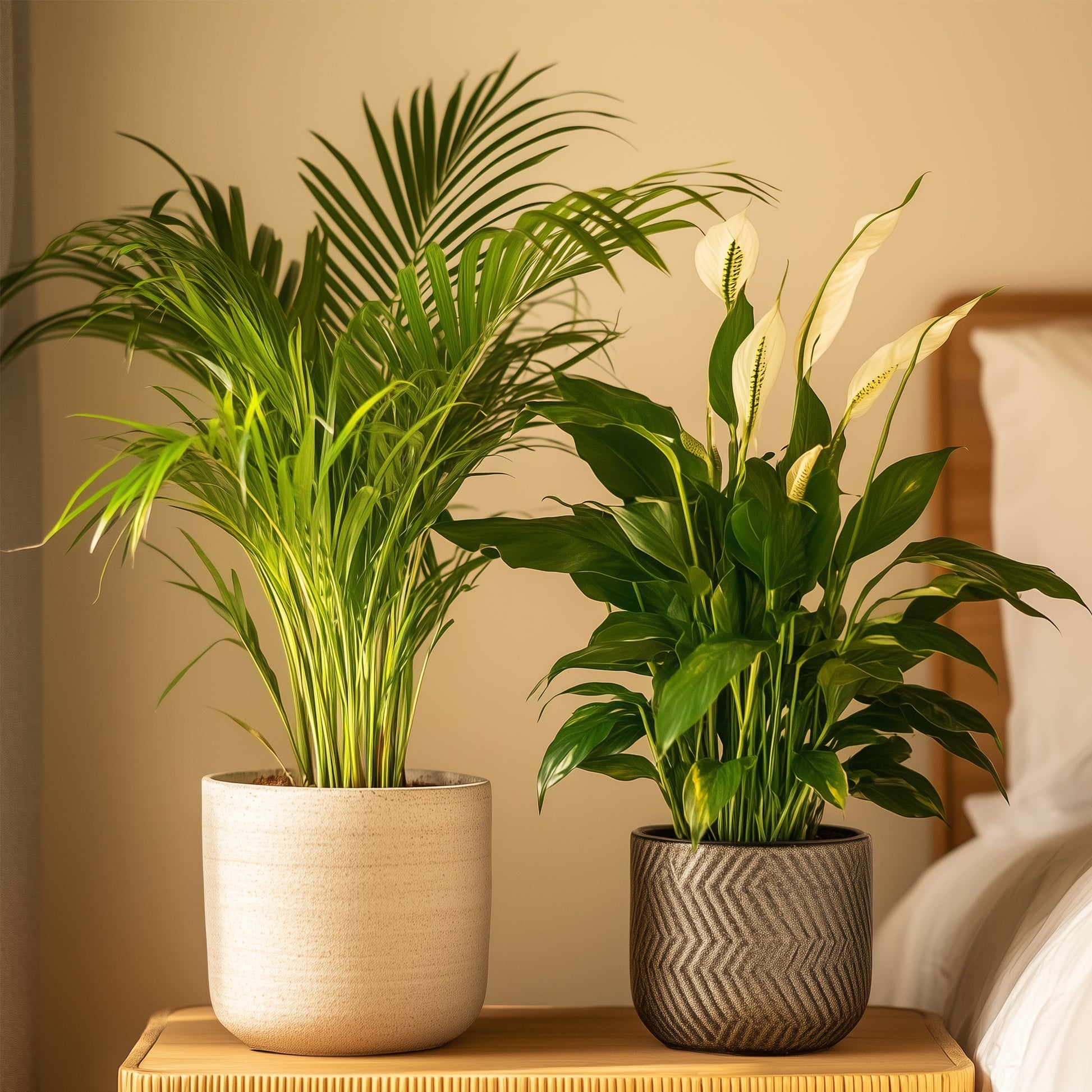 Dúo Verde - 2 Pzs - Spathiphyllum Dypsis Lutescens - Altura 60-75cm - ⌀17cm