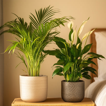 Dúo Verde - 2 Pzs - Spathiphyllum Dypsis Lutescens - Altura 60-75cm - ⌀17cm