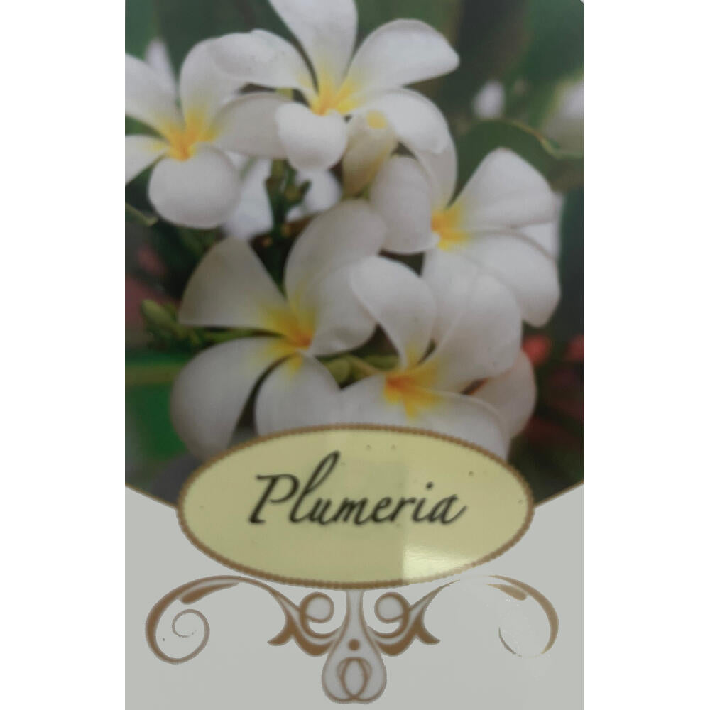 Plumeria Alba M17_1