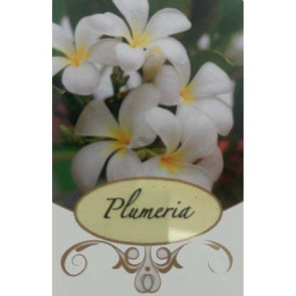 Plumeria Alba M17_1