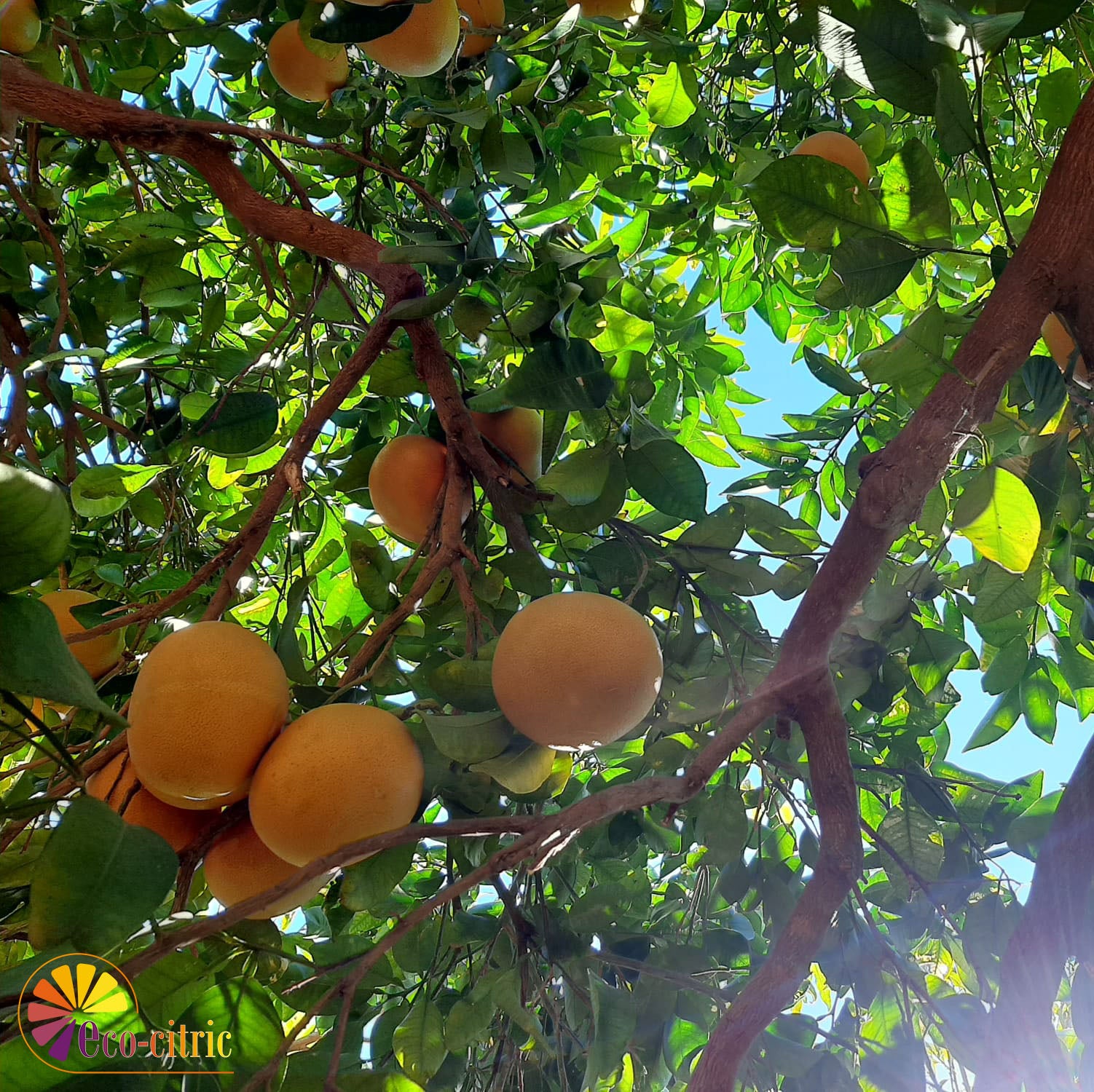 Pomelo Ecológico 10kg._2