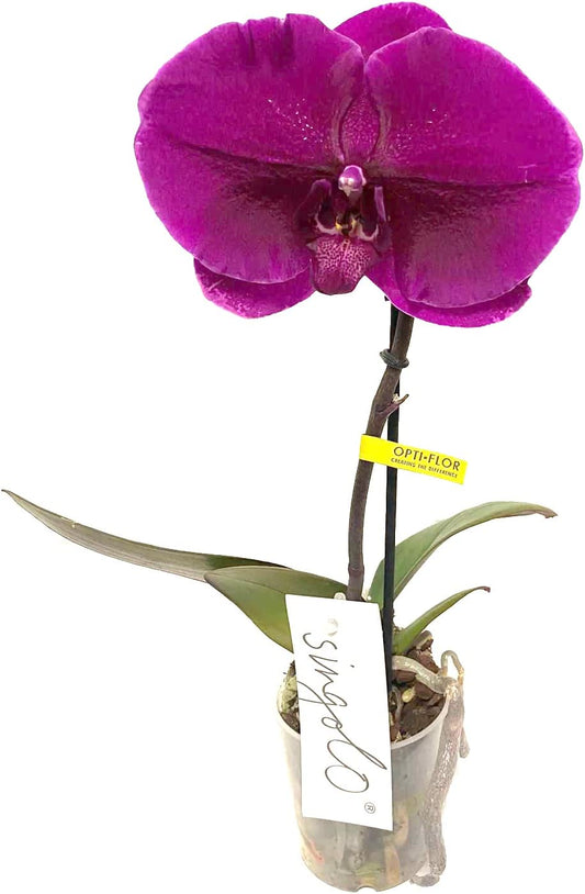 Orquídea Phalaepnopsis Natural De Flor Morada 35-40 Cm Planta Decorativa Uniflor En Maceta M12_0