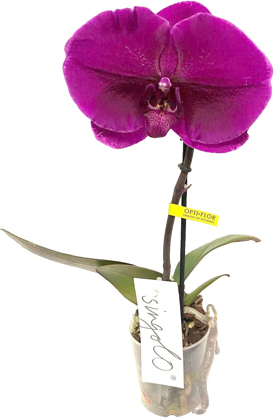 Orquídea Phalaepnopsis Natural De Flor Morada 35-40 Cm Planta Decorativa Uniflor En Maceta M12