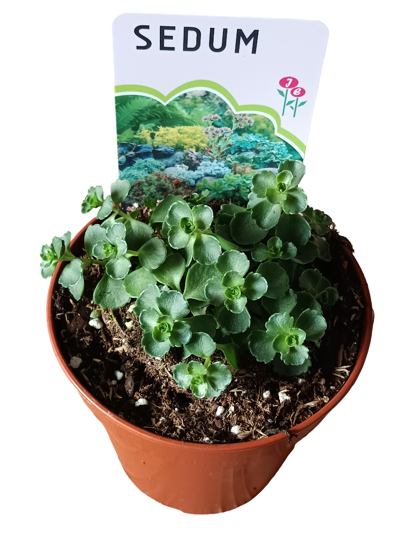 Sedum Robustum Planta Suculenta Ø12