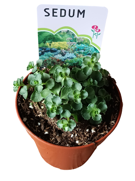 Sedum Robustum Planta Suculenta Ø12