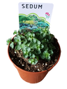 Sedum Robustum Planta Suculenta Ø12
