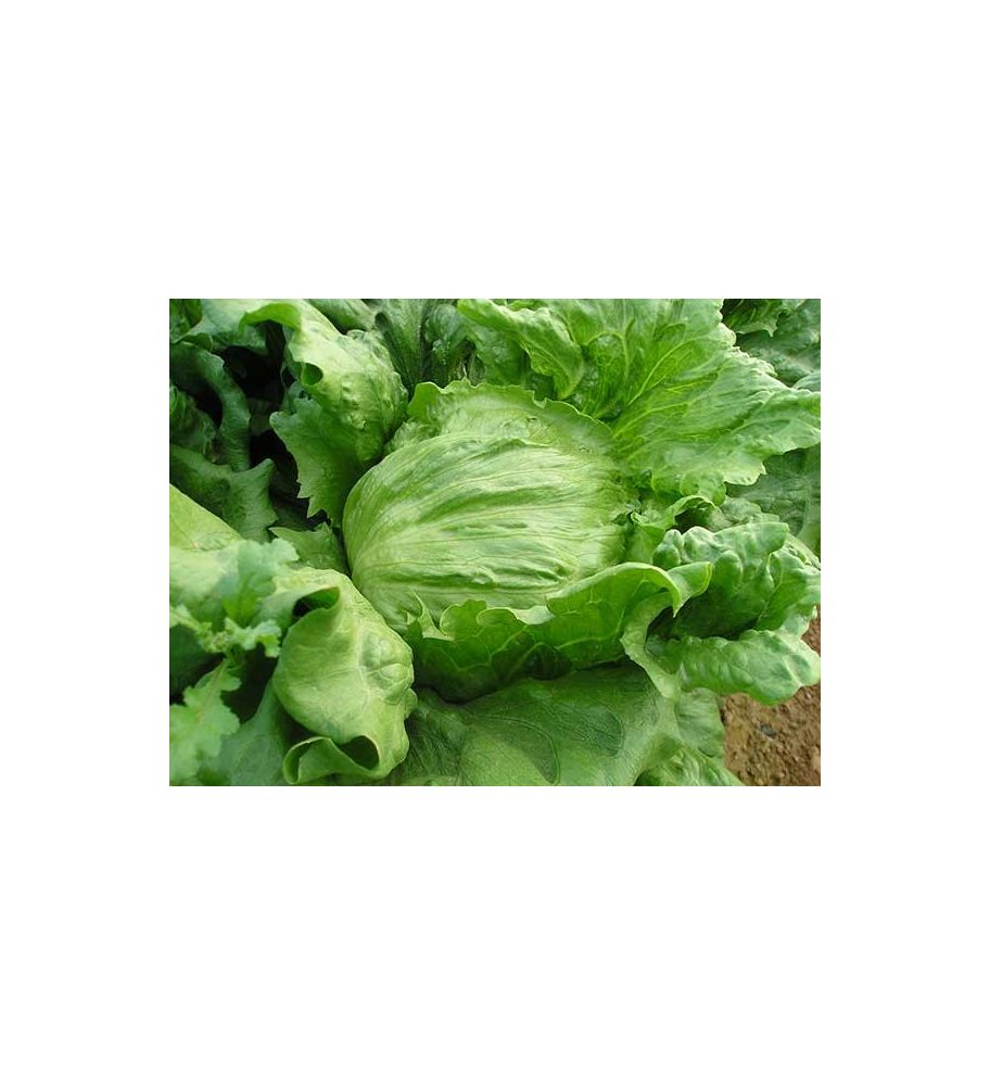 Plantón Lechuga Iceberg (10 Unidades)_0
