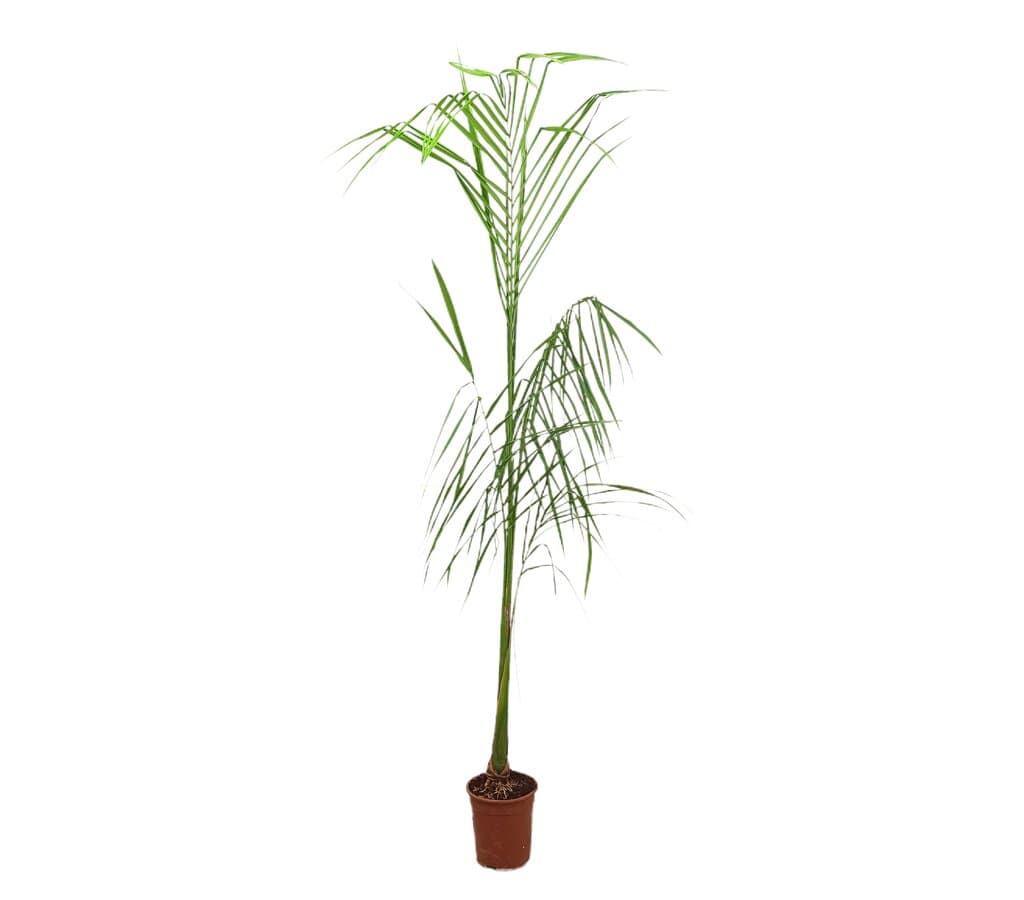 Roystonea Regia M21 200-220cm_0