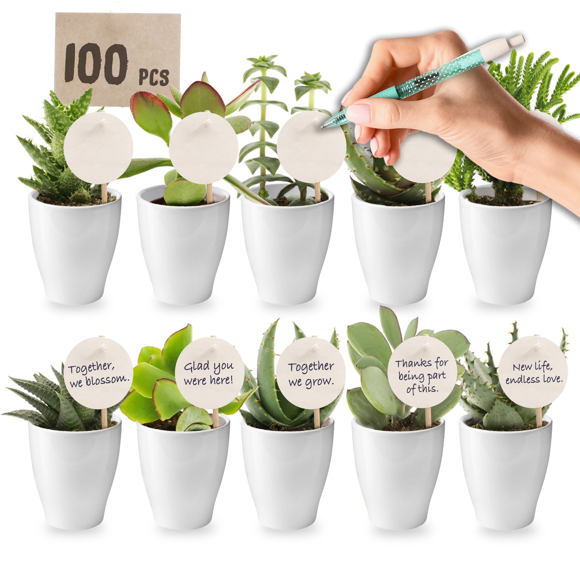 Mini Suculentas - Producto Regalo - 100 Unidades_0