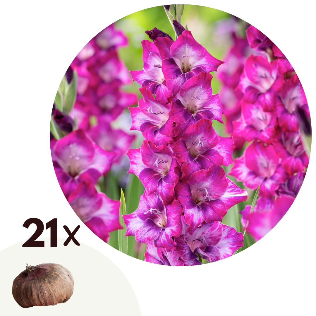 Gladiolo - 21 Pzs - Gladiolus 'glamini Kim' - Bulbos De Flores - Rosa_0