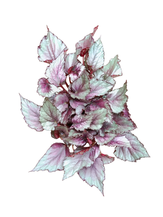 Begonia Maori Haze Ø12 Planta De Interior Natural_0
