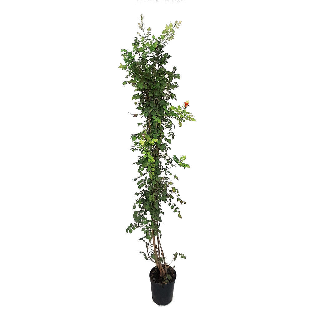 Bignonia Capensis M20 150cm_0