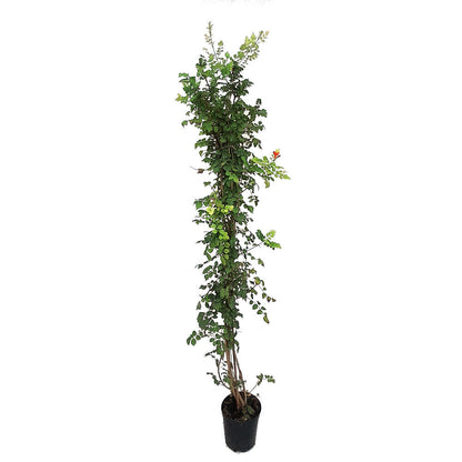 Bignonia Capensis M20 150cm_0