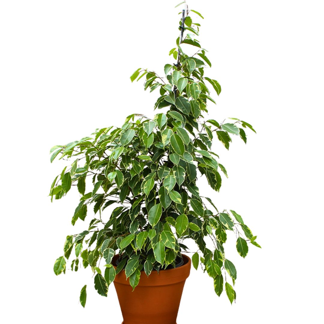 Ficus Benjamina Golden King Planta Para Exterior O Interior_0
