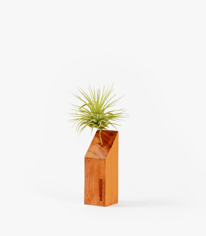 Planta De Aire Tillandsia Scaposa Con Listón De Madera 45º_0