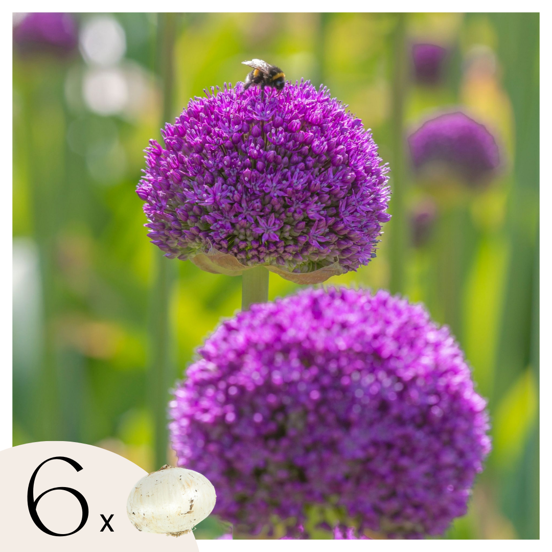 Ajo Ornamental - 6 Pzs - Allium 'ambassador' - Bulbos De Flores - Púrpura_0