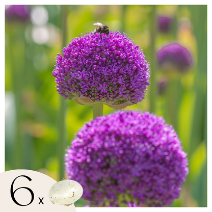 Ajo Ornamental - 6 Pzs - Allium 'ambassador' - Bulbos De Flores - Púrpura_0