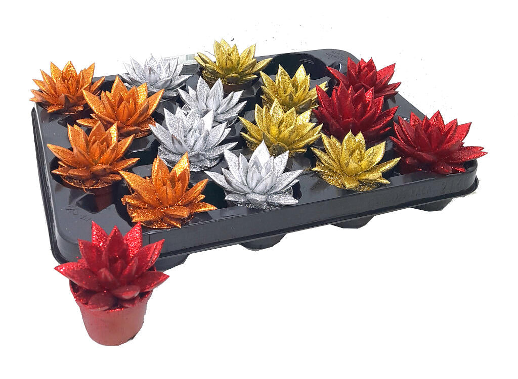 Echeveria Miranda Navidad M6_0