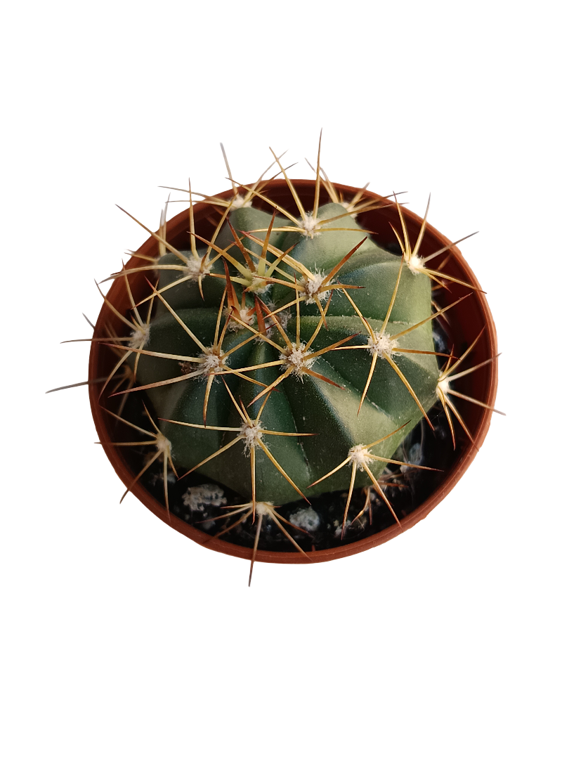 Melocactus Matanzanus Planta Cactus Ø5 Cm