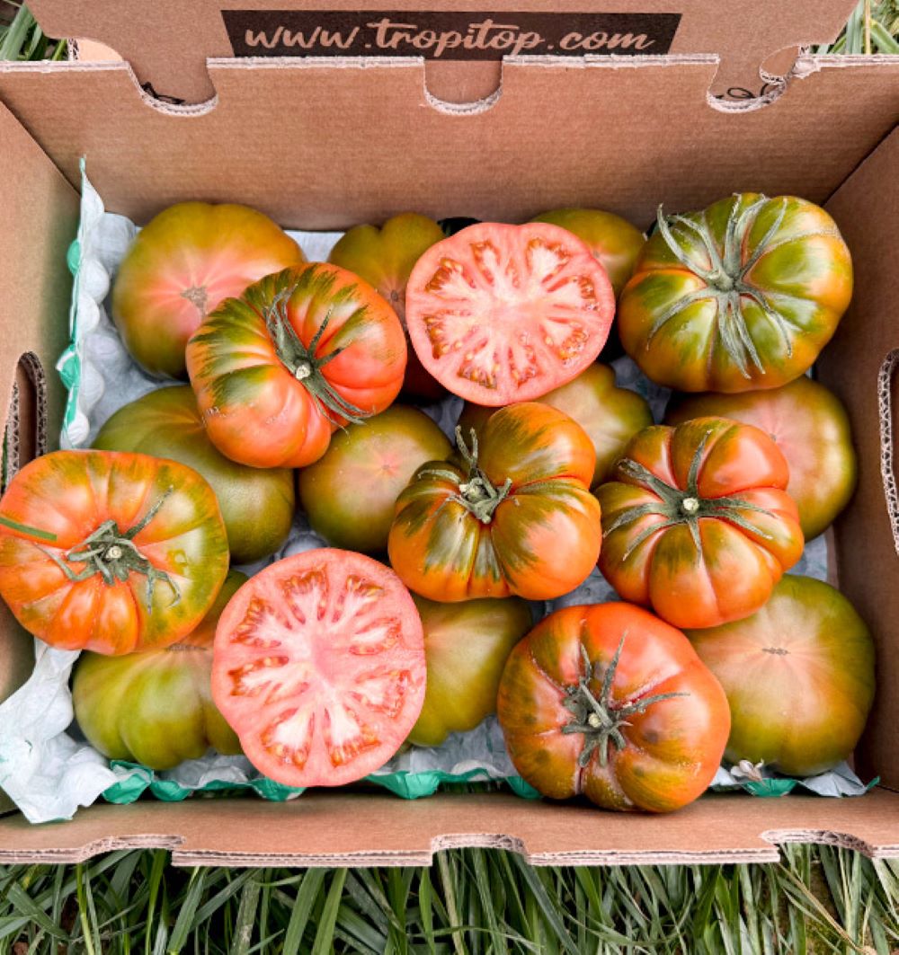 Caja De Tomates Raf De Temporada Tropitop Caja De 4kg_2