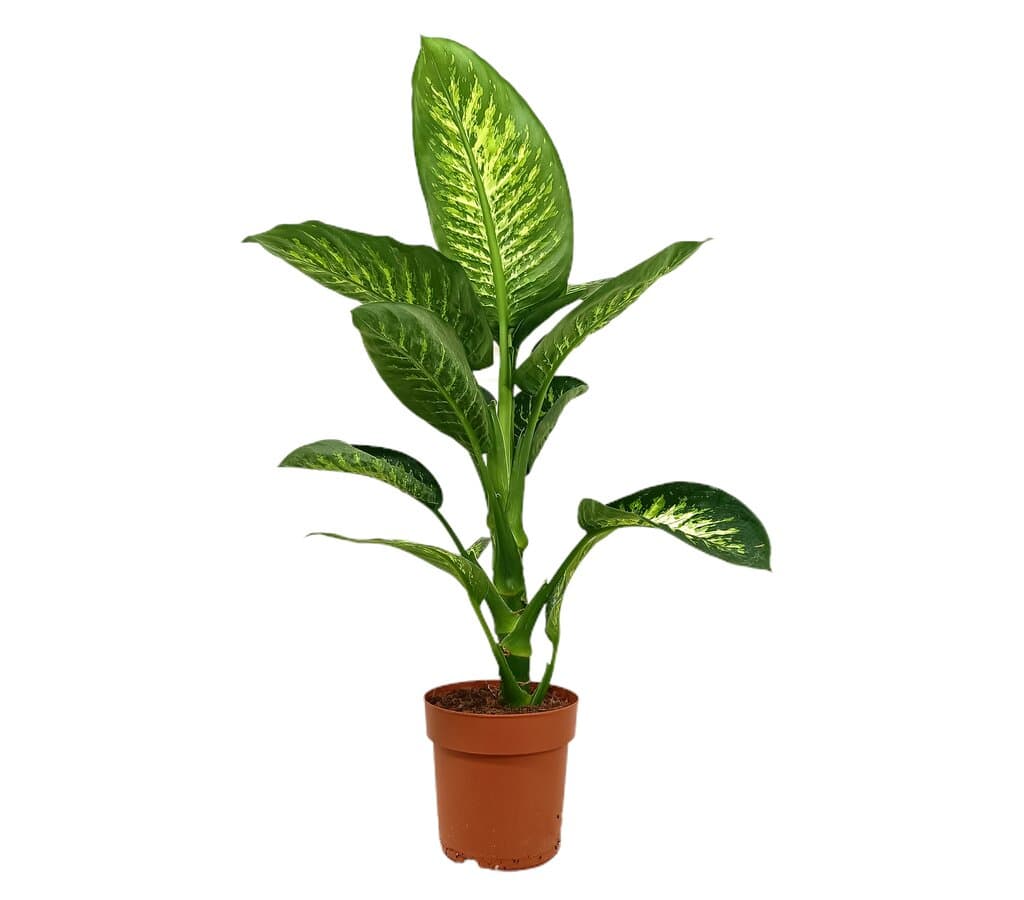 Dieffenbachia Tropic Snow M21 75cm_0