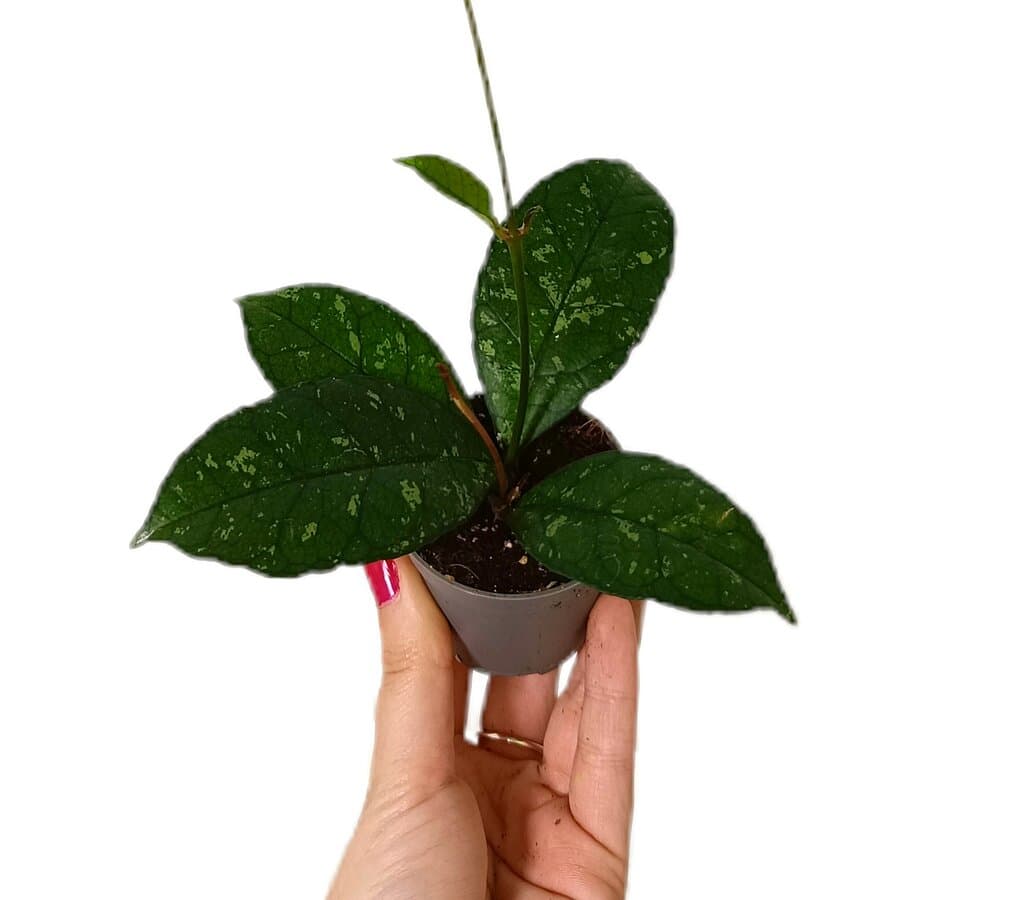 Hoya Callistophylla Sabah M6_0