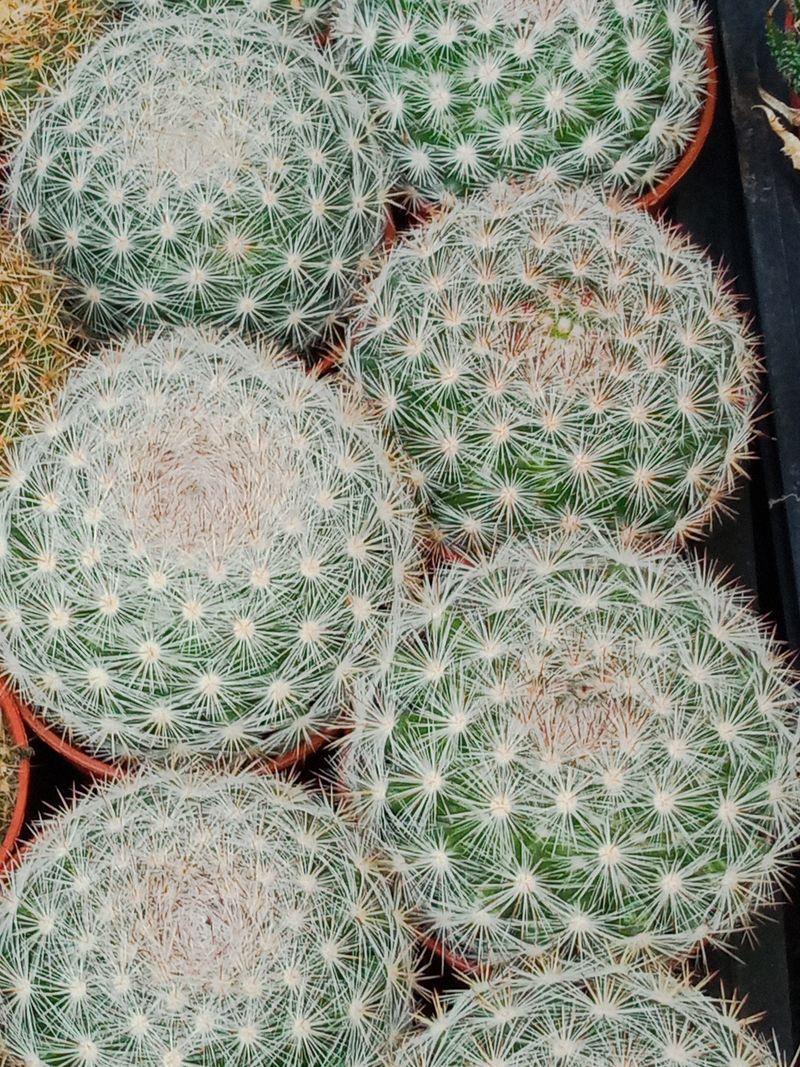 Cactus Mammillaria Candida_0