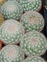 Cactus Mammillaria Candida