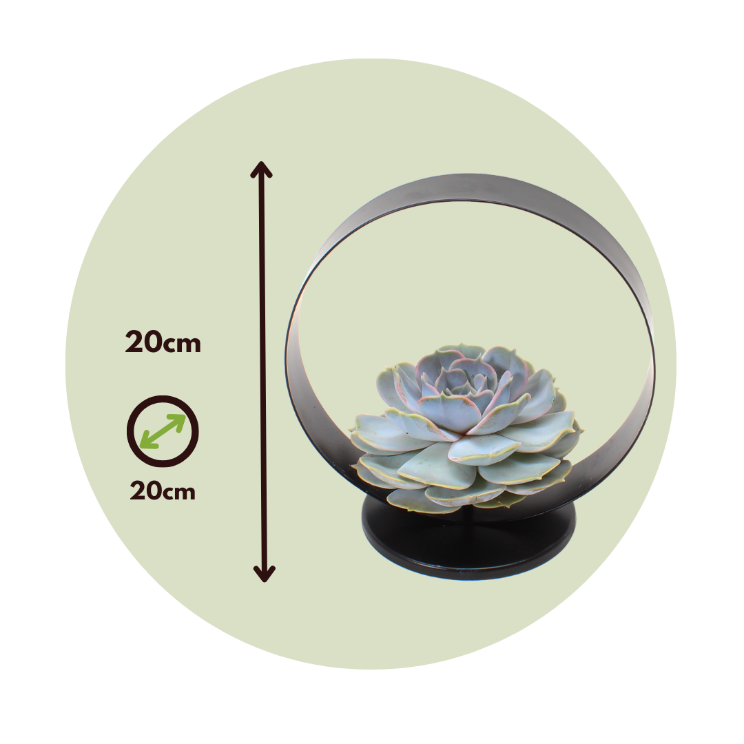Anillo De Metal Negro Echeveria - Echeveria Lilacina - Altura 20cm_2
