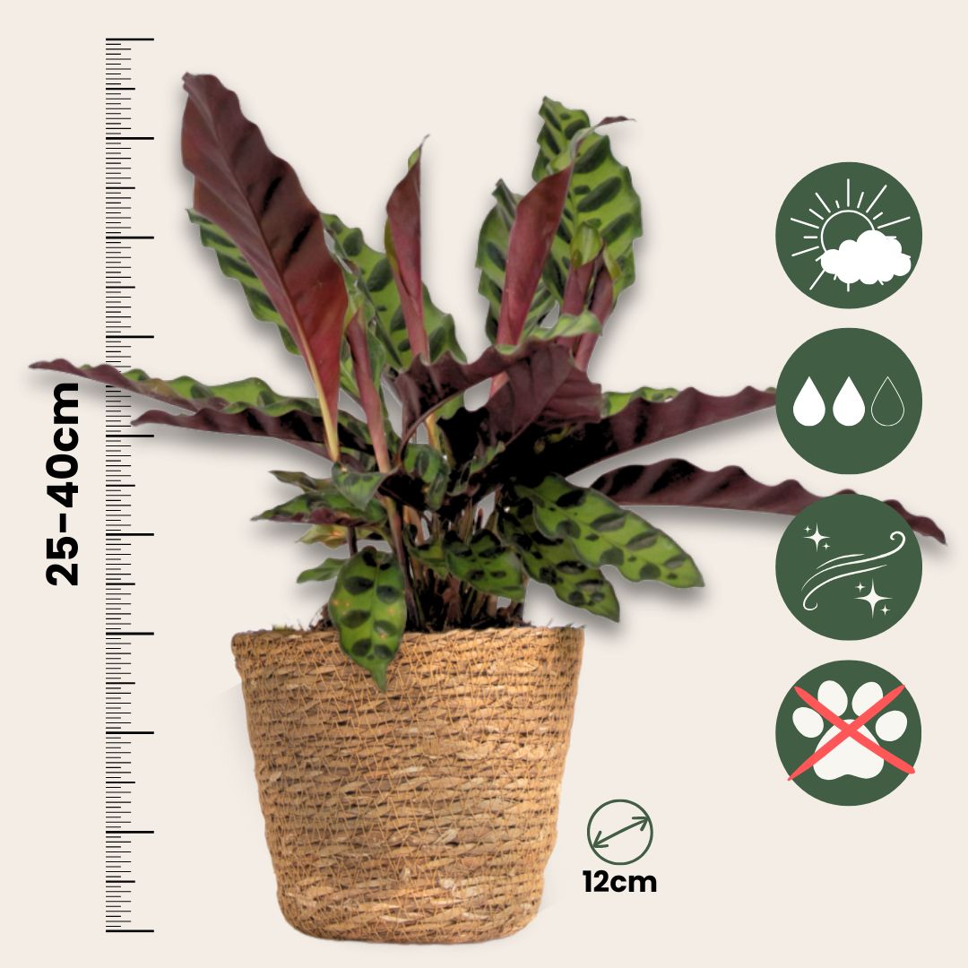 Set De 3 Plantas Con Cestas - Altura 25-40cm - ⌀12cm_2