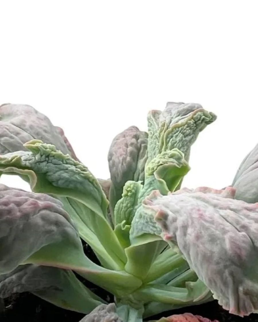 Echeveria 'Linguas'; suculenta monstruosa, verde-gris-rosa; Curiosarium; altura 10-12 cm, diámetro 18-20 cm_1