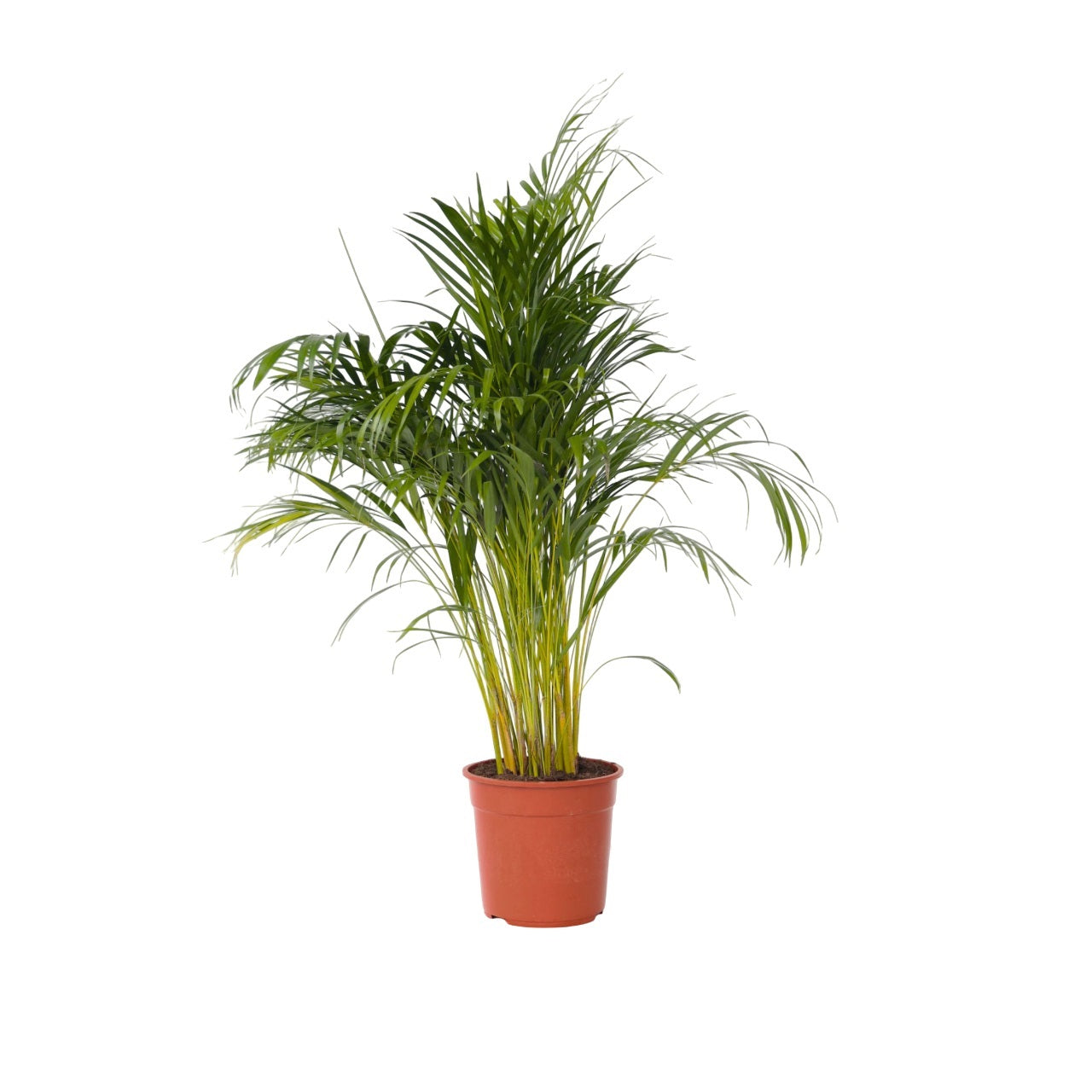 Palma Areca - Dypsis Lutescens - Altura 140-150cm - ⌀27cm