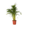 Palma Areca - Dypsis Lutescens - Altura 140-150cm - ⌀27cm