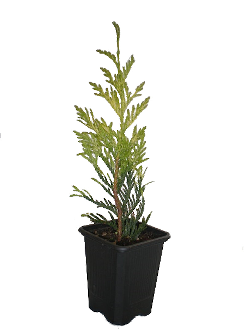 Thuja Plicata zebrina_0