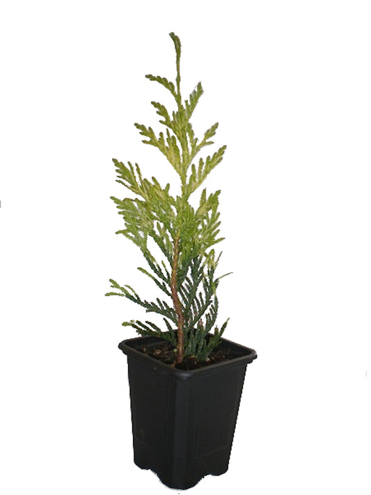 Thuja Plicata zebrina_0