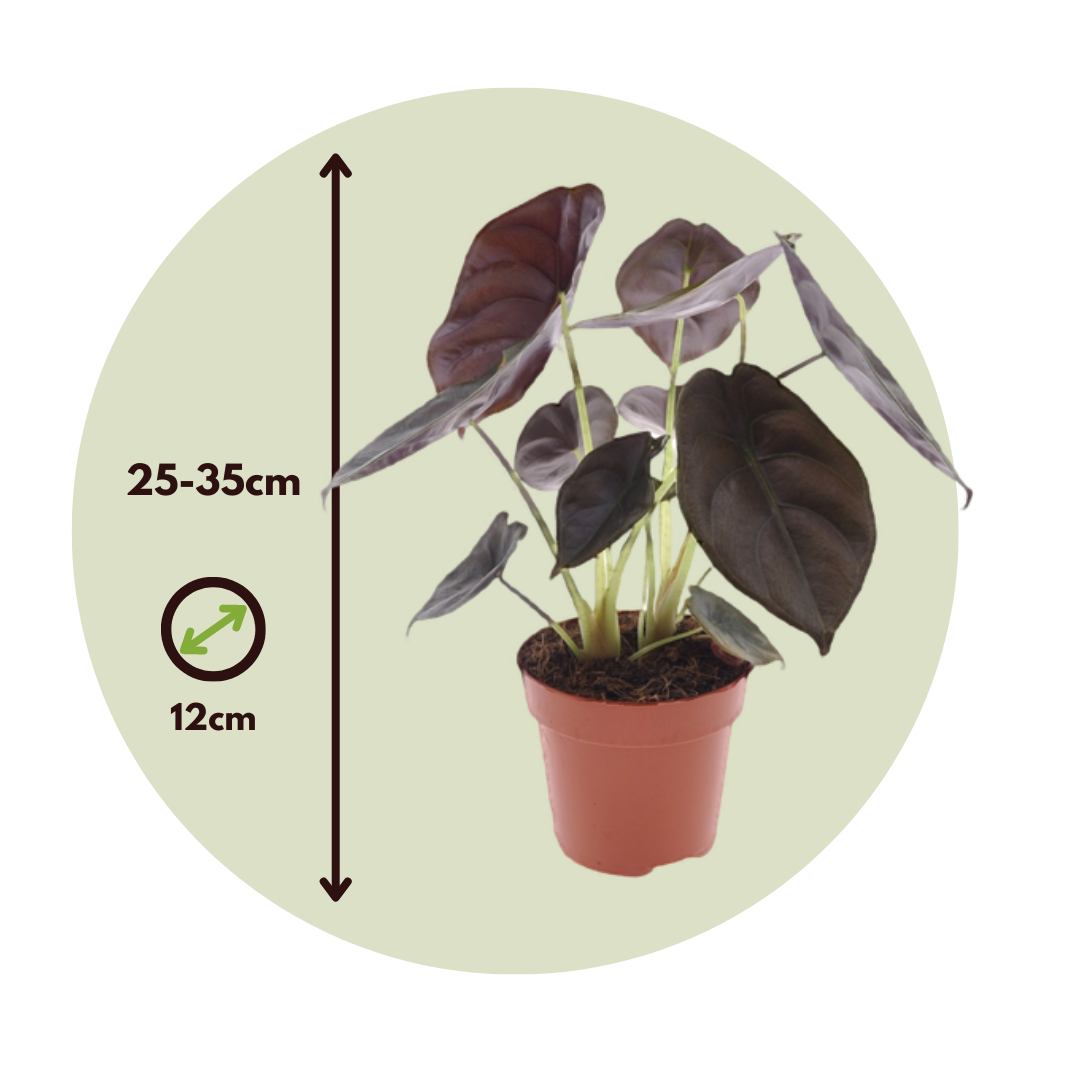 Oreja De Elefante - 4 Pzs - Alocasia Cuprea 'red Secret' - A25-35cm - ⌀12cm_2