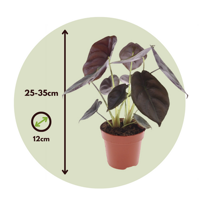Oreja De Elefante - Alocasia Cuprea 'red Secret' - Altura 25-35cm - ⌀12cm_2
