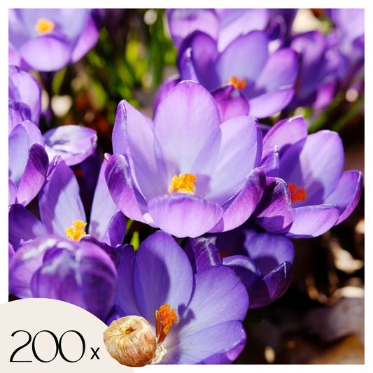 Crocus Tommasinianus - 200 Pzs - Crocus 'ruby Giant' - Bulbos De Flores_0