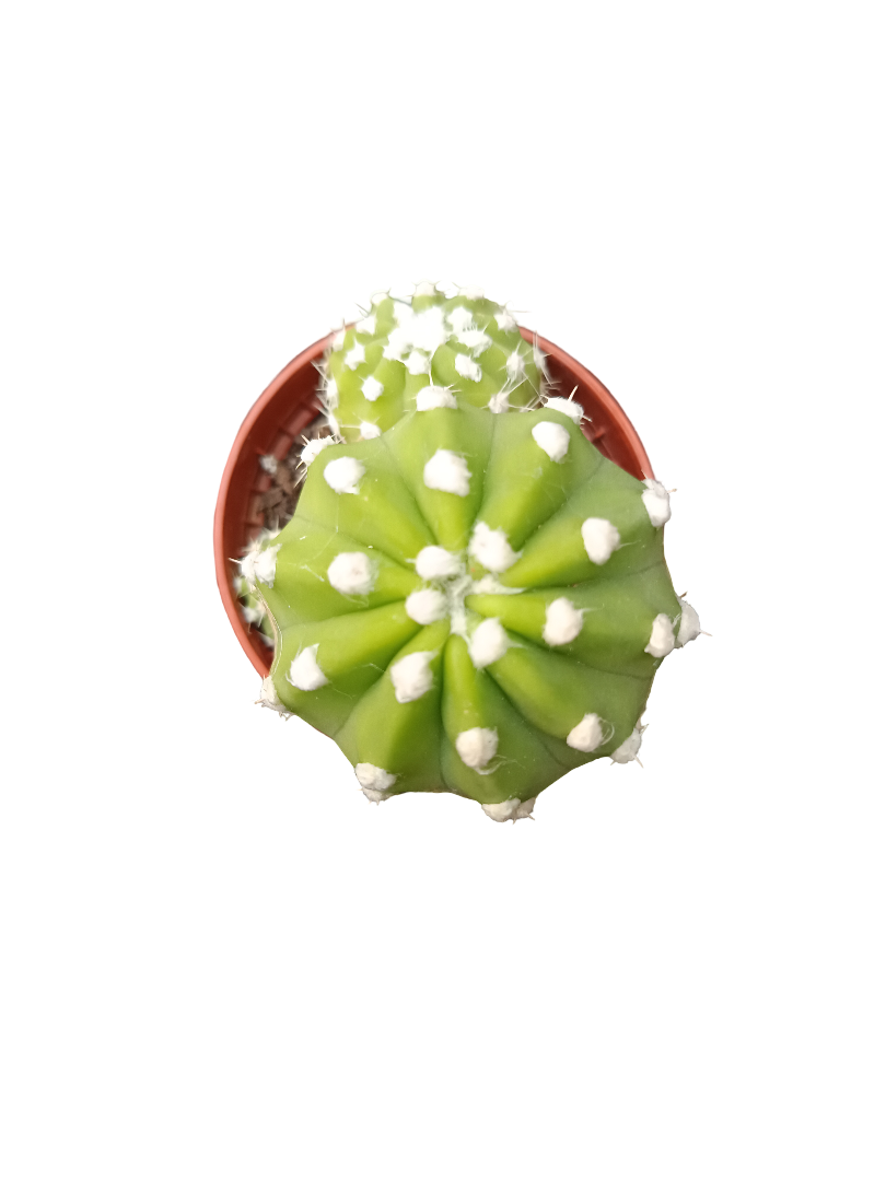 Cactus surtido aleatorio ☼ planta pequeña Ø5 VENTA POR UNIDAD