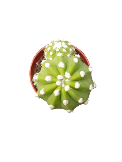 Cactus surtido aleatorio ☼ planta pequeña Ø5 VENTA POR UNIDAD