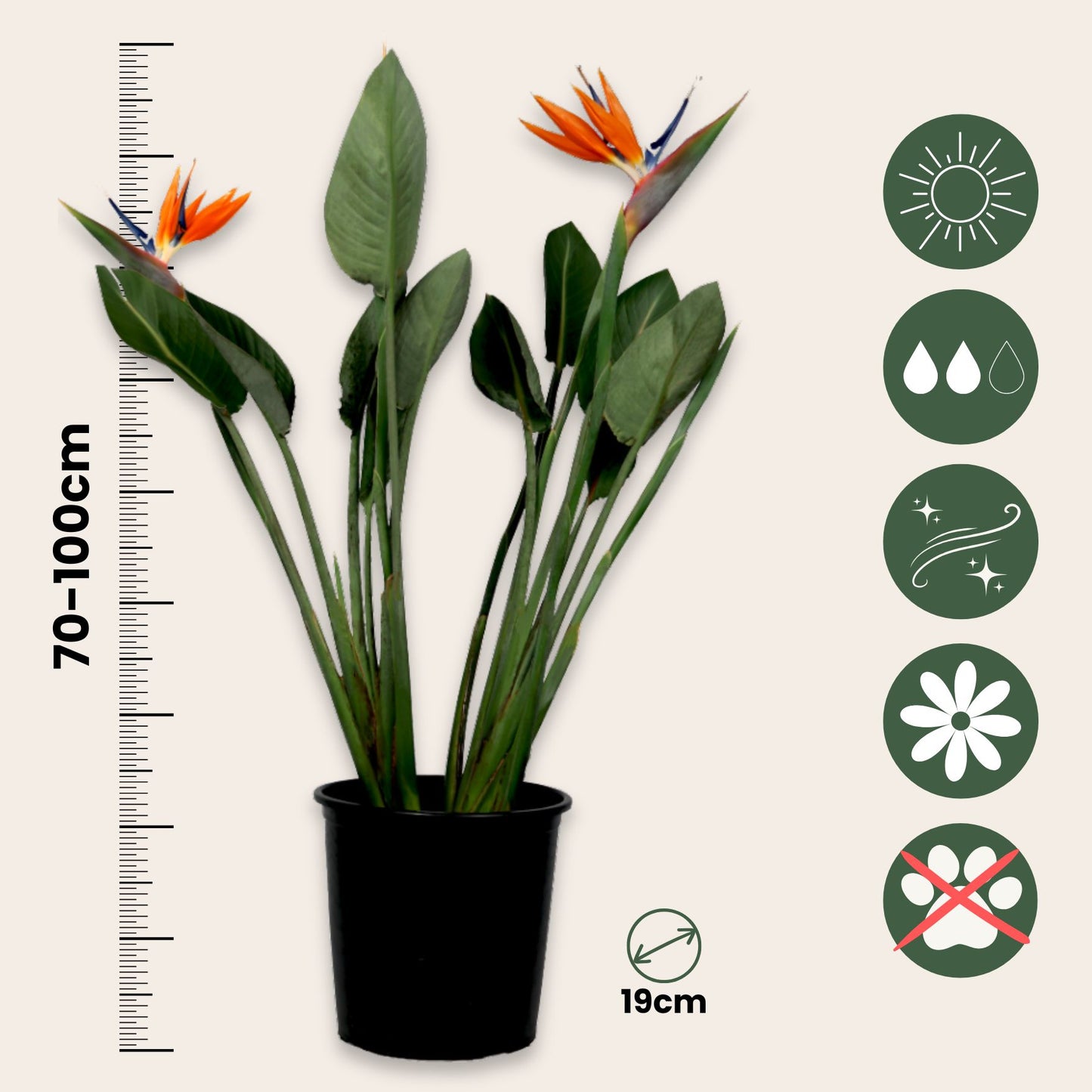 Ave Del Paraíso - Strelitzia Reginae - Con Flores - Altura 70-100cm - Ø19cm_2