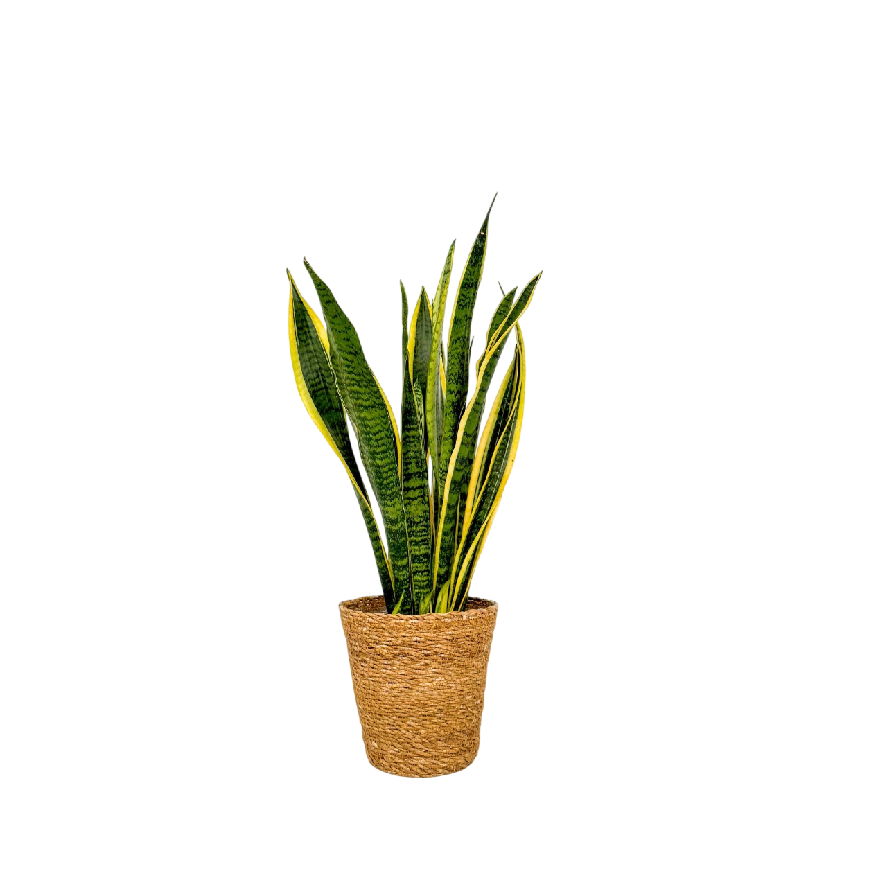 Lengua De Suegra - Sansevieria Laurentii Incluye Cesta - Altura 60-70cm - ⌀17cm_0